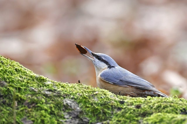 Free download bird eurasian nuthatch bark moss free picture to be edited with GIMP free online image editor