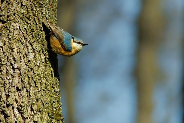 Free download bird eurasian nuthatch ornithology free picture to be edited with GIMP free online image editor