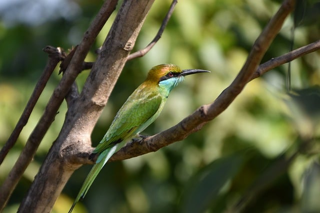 Free download bird european bee eater beak free picture to be edited with GIMP free online image editor