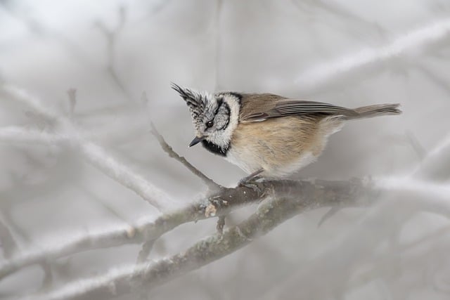 Free download bird european crested tit free picture to be edited with GIMP free online image editor