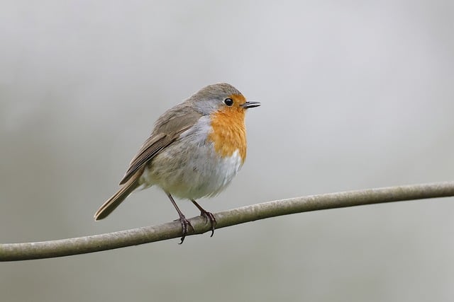 Free download bird european robin robin redbreast free picture to be edited with GIMP free online image editor