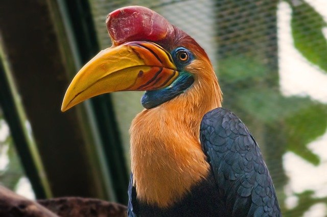 Template Photo Bird Exotic Animal for OffiDocs