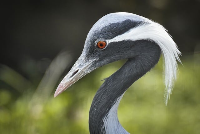 Free download bird exotic nature animal plumage free picture to be edited with GIMP free online image editor