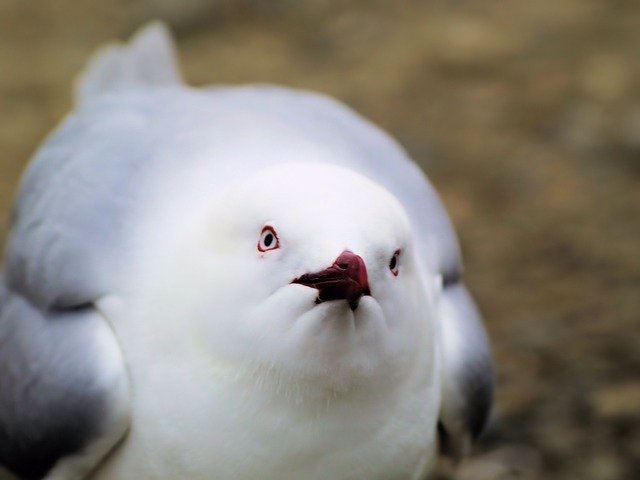 Free download Bird Face Gull -  free photo or picture to be edited with GIMP online image editor