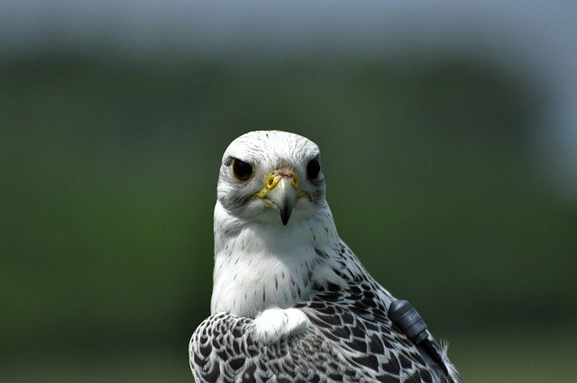 دانلود رایگان Bird Falcon - عکس یا تصویر رایگان قابل ویرایش با ویرایشگر تصویر آنلاین GIMP