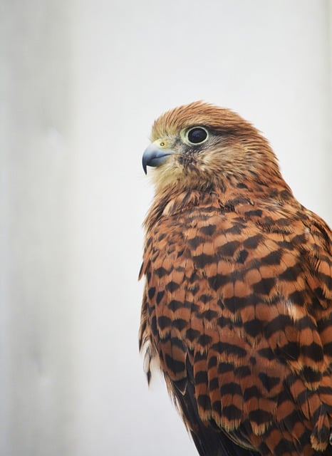 Free download bird falcon beak feathers plumage free picture to be edited with GIMP free online image editor