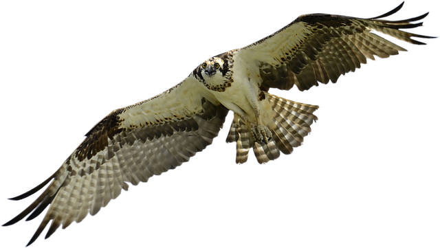 Free download Bird Falcon Hawk -  free photo or picture to be edited with GIMP online image editor
