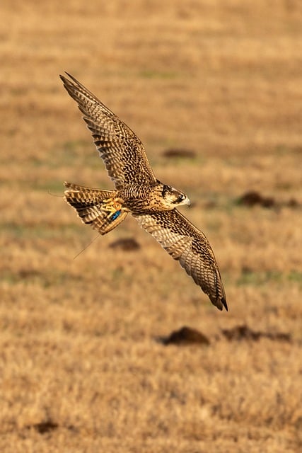 Scarica gratuitamente l'immagine gratuita di uccello falco falco fauna selvatica natura da modificare con l'editor di immagini online gratuito GIMP