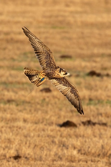 Free download bird falcon hawk wildlife nature free picture to be edited with GIMP free online image editor