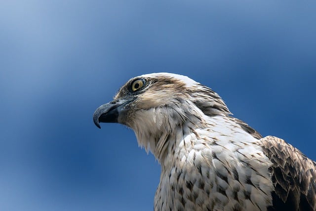 Free download bird falcon raptor animal wildlife free picture to be edited with GIMP free online image editor