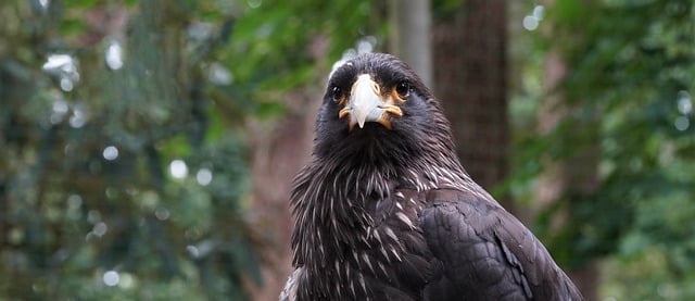 قم بتنزيل صورة Bird Falkland Caracara Bird Park مجانًا لتحريرها باستخدام محرر الصور المجاني عبر الإنترنت GIMP