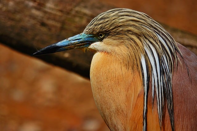 Free download bird fauna ruffled detail portrait free picture to be edited with GIMP free online image editor