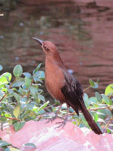 Free download Bird Feather Animal -  free free photo or picture to be edited with GIMP online image editor