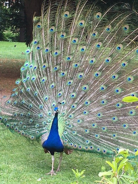 تنزيل Bird Feather Blue مجانًا - صورة أو صورة مجانية ليتم تحريرها باستخدام محرر الصور عبر الإنترنت GIMP