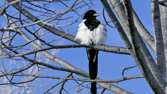 Muat turun percuma Bird Feather Magpie - foto atau gambar percuma untuk diedit dengan editor imej dalam talian GIMP