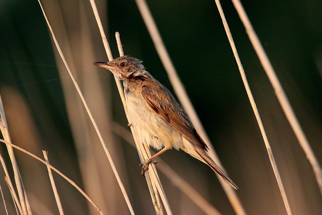 Free download bird feathers animal plumage avian free picture to be edited with GIMP free online image editor