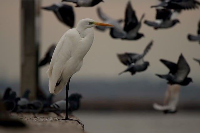 Kostenloser Download Vogelfedern Vogelgefieder Kostenloses Bild, das mit dem kostenlosen Online-Bildeditor GIMP bearbeitet werden kann