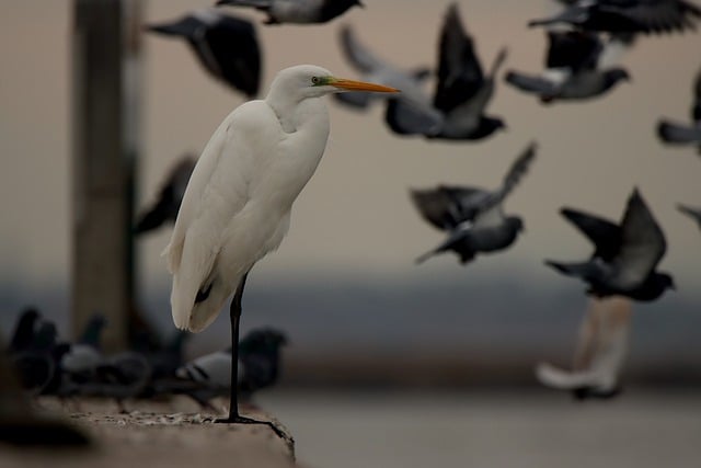 বিনামূল্যে ডাউনলোড করুন পাখির পালক এভিয়ান প্লুমেজ মুক্ত ছবি GIMP বিনামূল্যে অনলাইন ইমেজ সম্পাদকের মাধ্যমে সম্পাদনা করা হবে