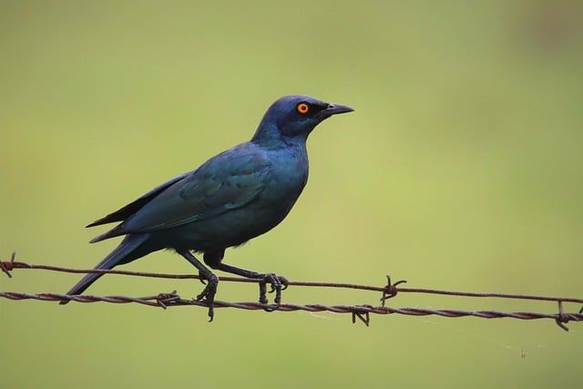 Free download bird feathers cape glossy starling free picture to be edited with GIMP free online image editor