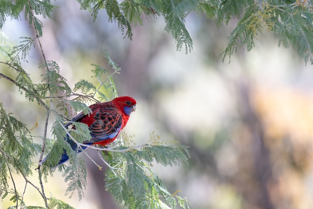 Free download bird feathers crimson rosella free picture to be edited with GIMP free online image editor