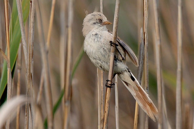 Free download bird feathers plumage avian tit free picture to be edited with GIMP free online image editor