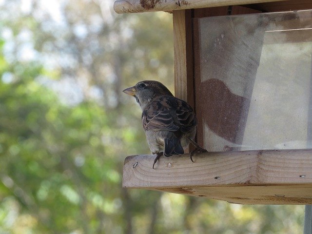 دانلود رایگان Bird Feeder Finch - عکس یا تصویر رایگان قابل ویرایش با ویرایشگر تصویر آنلاین GIMP