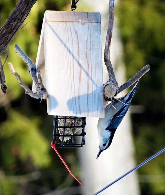 Gratis download Bird Feeding - gratis foto of afbeelding om te bewerken met GIMP online afbeeldingseditor