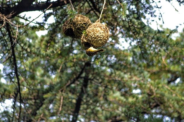 Gratis download Bird Feeding Babies - gratis foto of afbeelding om te bewerken met GIMP online afbeeldingseditor