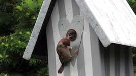 Free download Bird Feeding Bill Animal -  free video to be edited with OpenShot online video editor