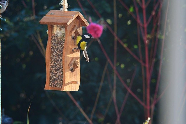 Free download Bird Feeding Tray Garden -  free photo or picture to be edited with GIMP online image editor