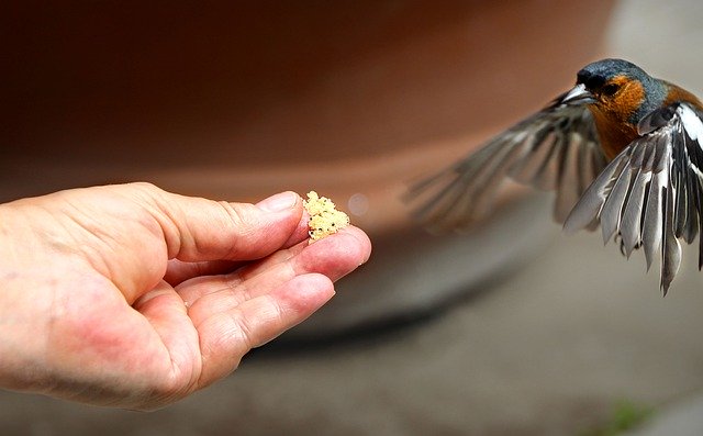 ดาวน์โหลดฟรี Bird Feed Trustful Flight - ภาพถ่ายหรือรูปภาพฟรีที่จะแก้ไขด้วยโปรแกรมแก้ไขรูปภาพออนไลน์ GIMP