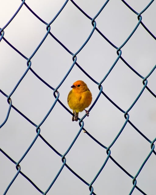 Free download bird fencing beak feathers plumage free picture to be edited with GIMP free online image editor