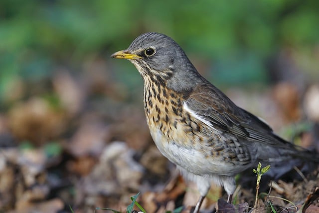 Free download bird fieldfare beak plumage animal free picture to be edited with GIMP free online image editor