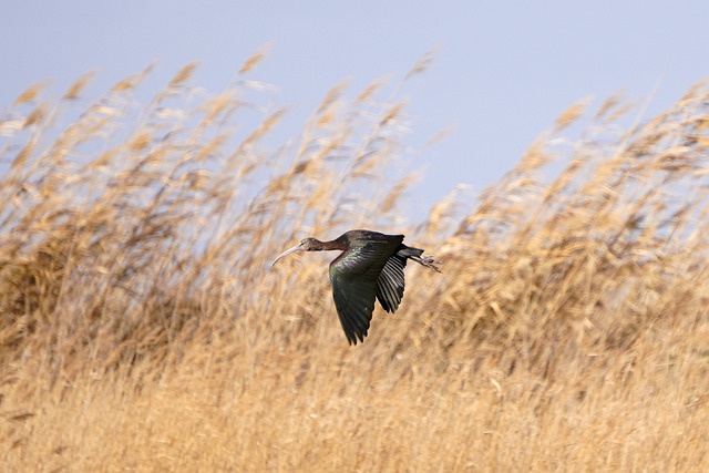 Free download bird field flight cane thicket free picture to be edited with GIMP free online image editor
