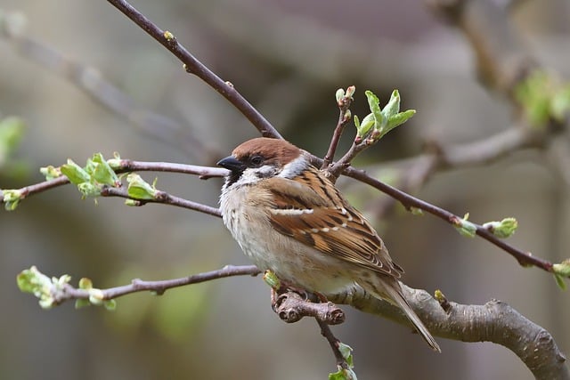 Free download bird field sparrow garden spring free picture to be edited with GIMP free online image editor