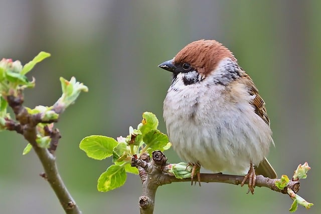 Free download bird field sparrow garden tree free picture to be edited with GIMP free online image editor