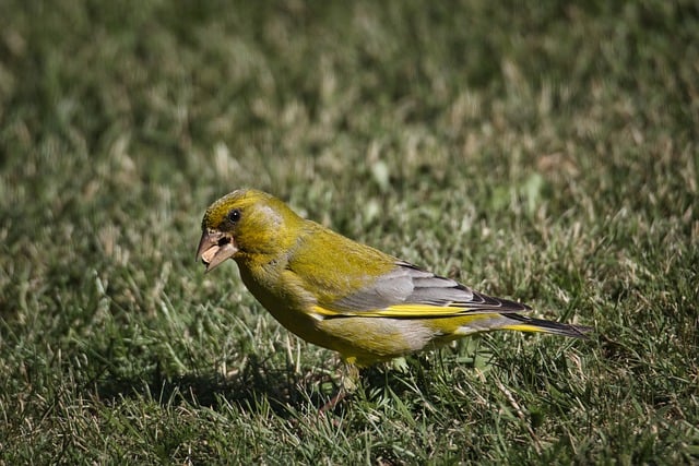 Free download bird finch green finch songbird free picture to be edited with GIMP free online image editor
