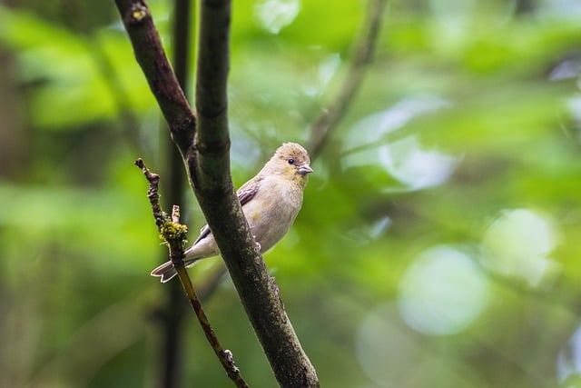 Free download bird finch ornithology species free picture to be edited with GIMP free online image editor