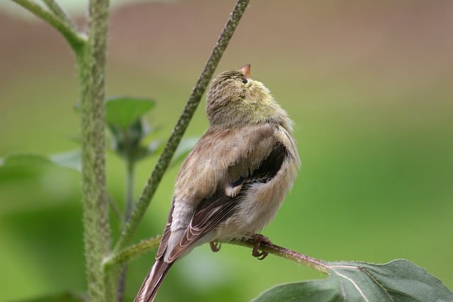 Free download bird finch songbird feathers free picture to be edited with GIMP free online image editor