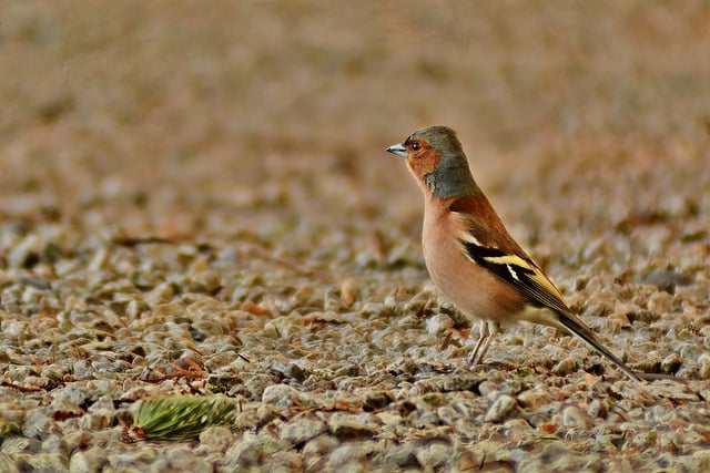 Free download bird finch winged fauna beak free picture to be edited with GIMP free online image editor