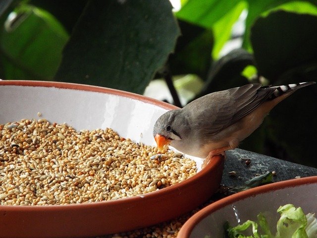 Bezpłatne pobieranie Bird Fink Nature - darmowe zdjęcie lub obraz do edycji za pomocą internetowego edytora obrazów GIMP