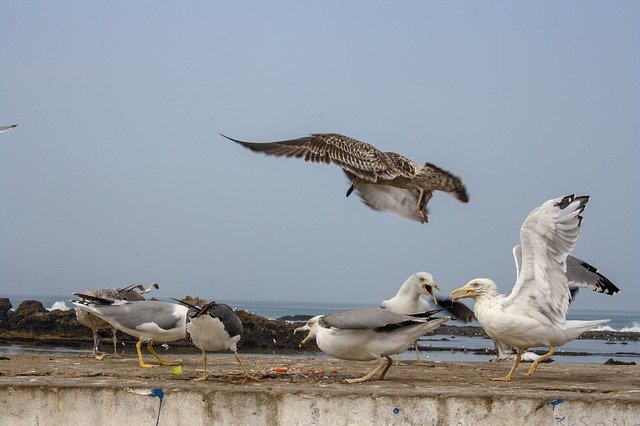 Descarga gratuita Bird Fish Seagull: foto o imagen gratuita para editar con el editor de imágenes en línea GIMP