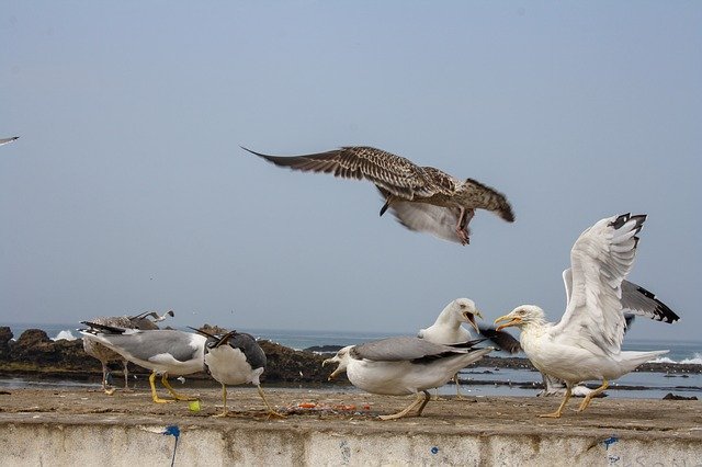 دانلود رایگان Bird Fish Seagull - عکس یا عکس رایگان قابل ویرایش با ویرایشگر تصویر آنلاین GIMP