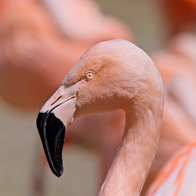 Free download bird flamingo animal close up beak free picture to be edited with GIMP free online image editor