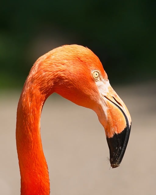 Free download bird flamingo feather pink beak free picture to be edited with GIMP free online image editor