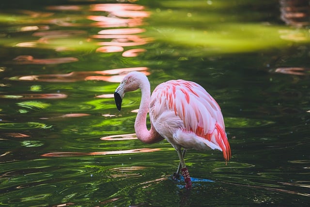 Free download bird flamingo ornithology species free picture to be edited with GIMP free online image editor