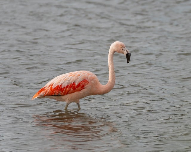 Free download bird flamingo ornithology waterfowl free picture to be edited with GIMP free online image editor