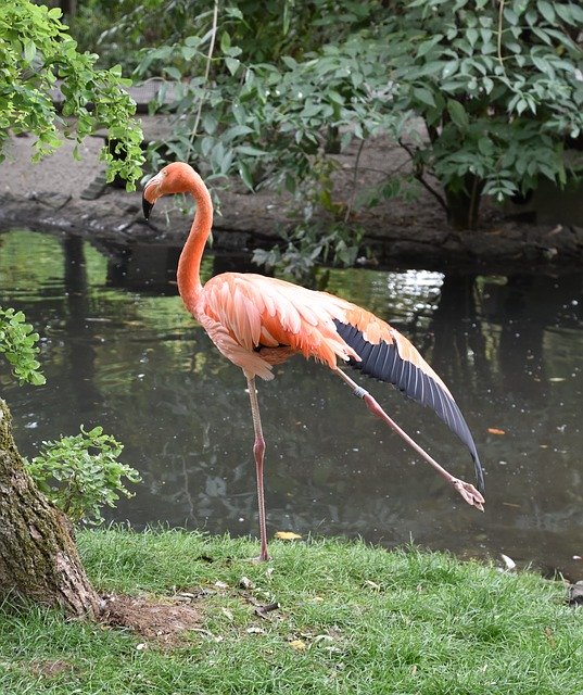 Descarga gratuita Bird Flamingo Pink: foto o imagen gratuita para editar con el editor de imágenes en línea GIMP