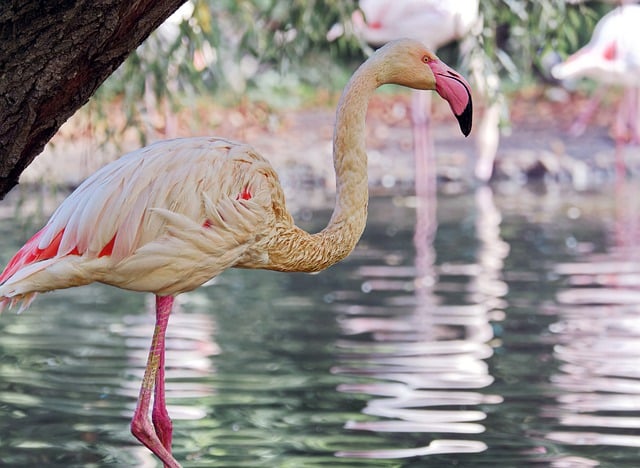 Free graphic bird flamingo plumage feathers to be edited by GIMP free image editor by OffiDocs