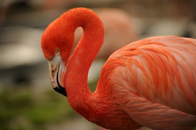 Free download bird flamingo zoo avian nature free picture to be edited with GIMP free online image editor